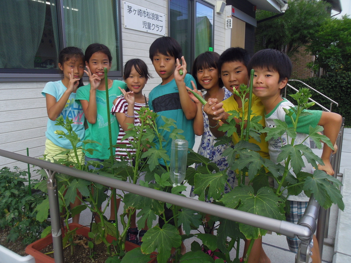 日記 美味しい夏野菜を育ててみよう オクラの栽培に挑戦 Npo法人ちがさき学童保育の会 茅ヶ崎の児童クラブ 小学生サポート 保育園