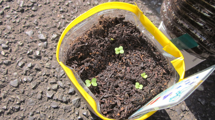 06たんぽぽ　小かぶの芽1.jpg