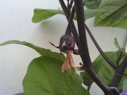 DSCF0870.JPG