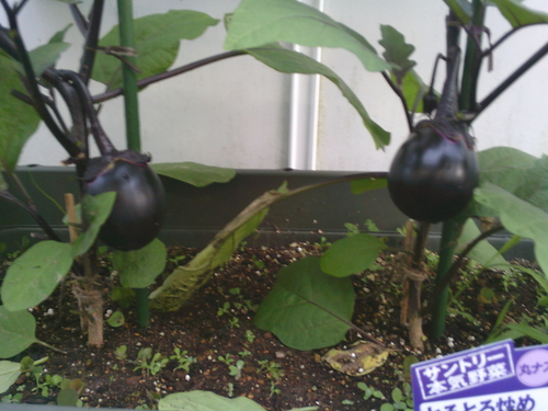 DSCF0872.JPG