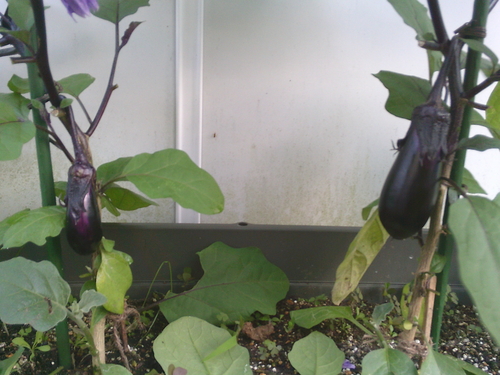 DSCF0873.JPG