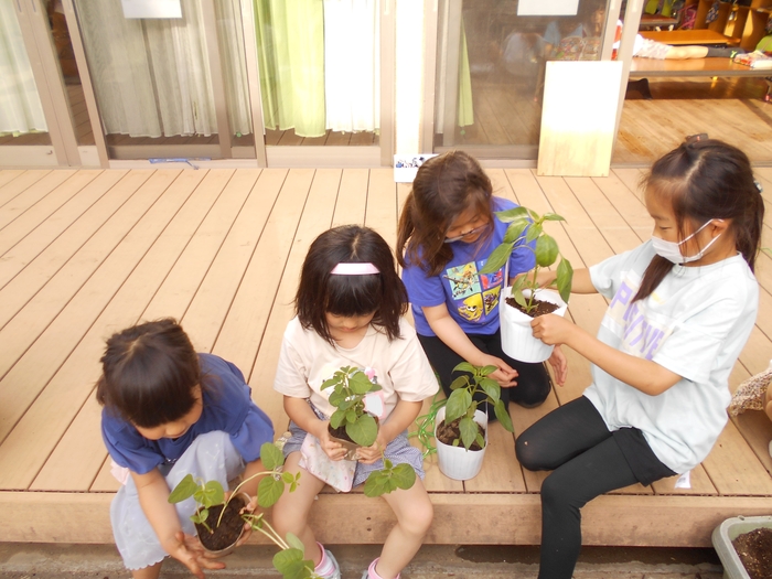 野菜苗植え付け1.jpg