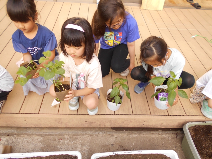 野菜苗植え付け2.jpg