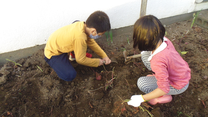 01かぜの子　芋ほり写真⑥.JPG