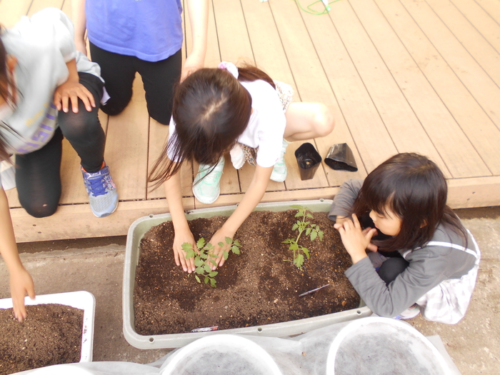 野菜苗植え付け３.jpg