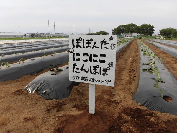 いも看板.JPG