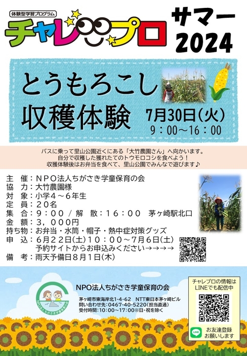 トウモロコシ収穫体験.JPG